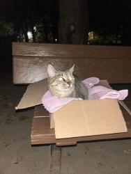 Reunited Unknown Cat last seen On the Merrimack near Hampton Ave 01854, Lowell, MA 01854