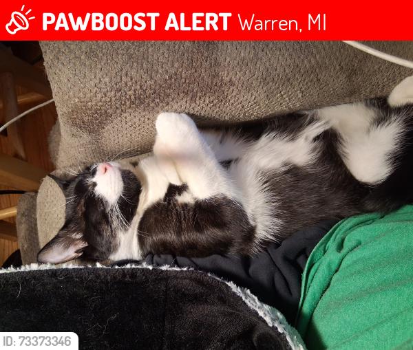 Lost Male Cat last seen Stephen's and groesbeck, Warren, MI 48089