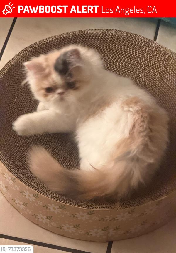 Lost Female Cat last seen Superior market San Fernando valley, Los Angeles, CA 91331