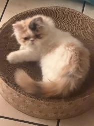 Lost Female Cat last seen Superior market San Fernando valley, Los Angeles, CA 91331