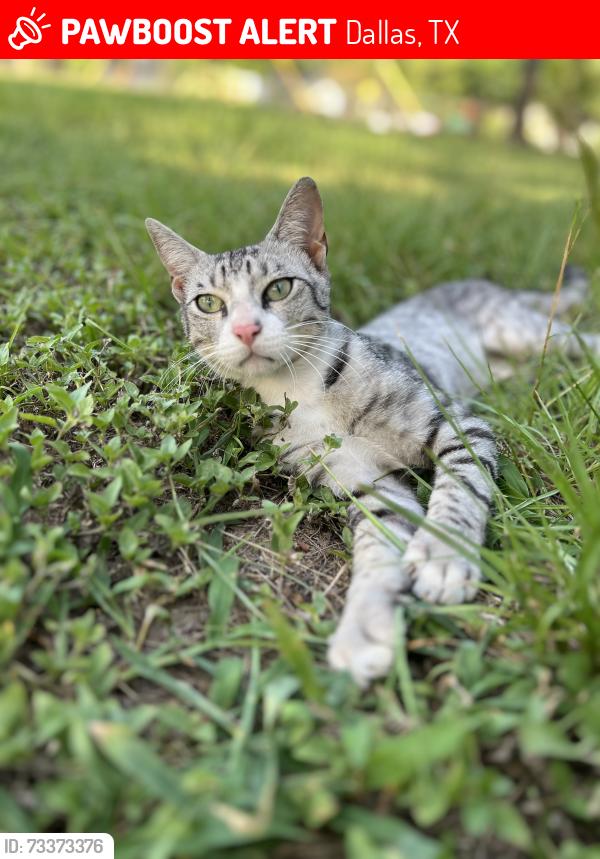 Lost Male Cat last seen Crownfield, Dallas, TX 75217