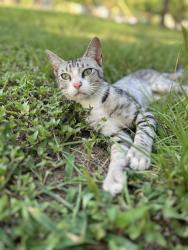 Lost Male Cat last seen Crownfield, Dallas, TX 75217