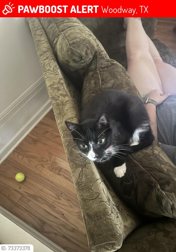 Lost Female Cat last seen Pet supply, Woodway, TX 76712