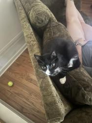 Lost Female Cat last seen Pet supply, Woodway, TX 76712