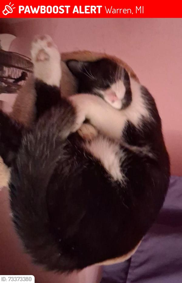 Lost Male Cat last seen STEPHENS and groesbeck, Warren, MI 48089