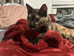 Found/Stray Female Cat last seen Near Charles West Apartmenrs, Golden, CO 80401