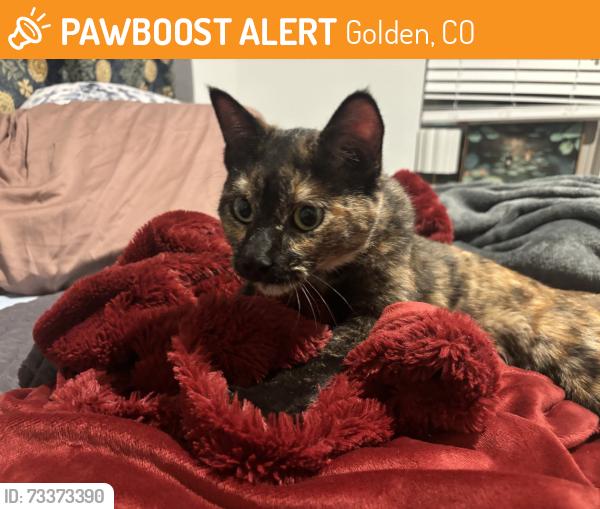 Found/Stray Female Cat last seen Near Charles West Apartmenrs, Golden, CO 80401