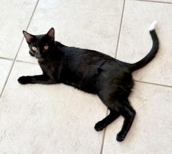 Lost Male Cat last seen 9th Ave and 4th st n, St. Petersburg, FL 33713