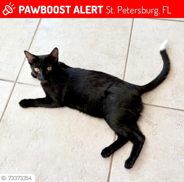 Lost Male Cat last seen 9th Ave and 4th st n, St. Petersburg, FL 33713
