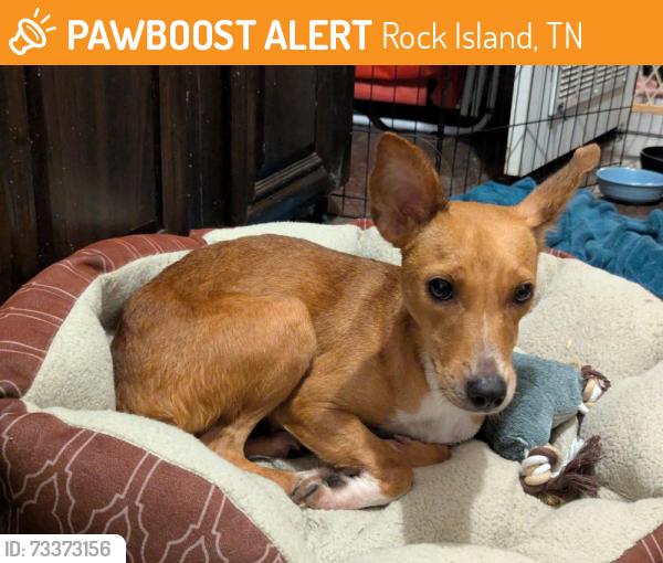 Found/Stray Female Dog last seen Rocky River road near range road, Rock Island, TN 38581