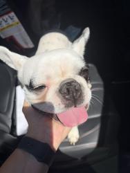 Found/Stray Female Dog last seen I street and mountain Ontario, California, Ontario, CA 91762