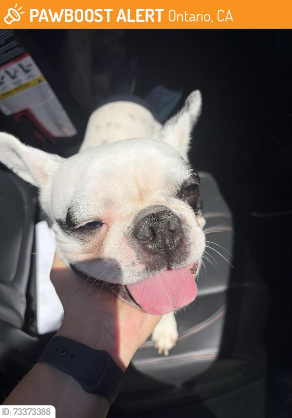 Found/Stray Female Dog last seen I street and mountain Ontario, California, Ontario, CA 91762