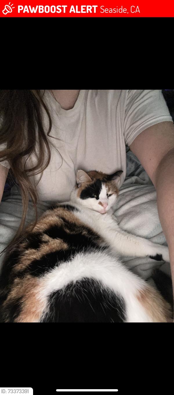 Lost Female Cat last seen Rosebud ct, Seaside, CA 93955