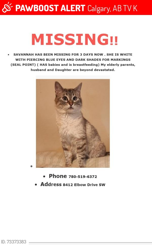 Lost Female Cat last seen Heritage drive sw- Elbow drive sw, Calgary, AB T2V 1K7