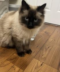 Reunited Female Cat last seen Enclave, Knoxville, TN 37932