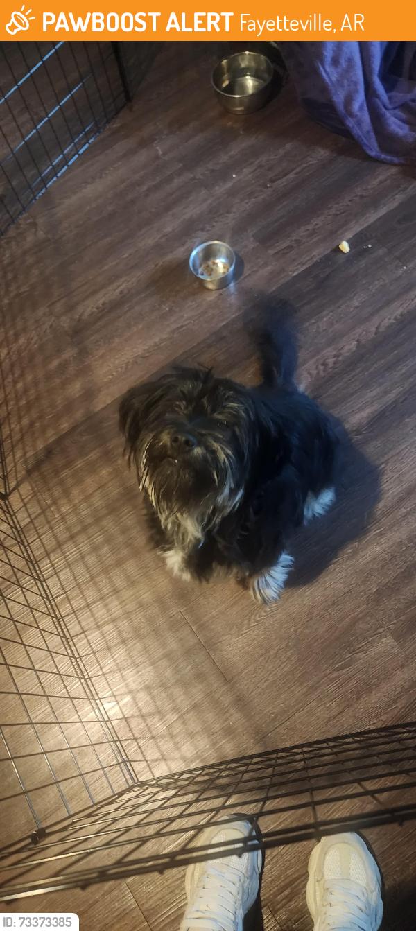 Found/Stray Unknown Dog last seen Links on Weddington, Fayetteville, AR 72704
