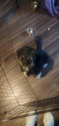 Found/Stray Unknown Dog last seen Links on Weddington, Fayetteville, AR 72704