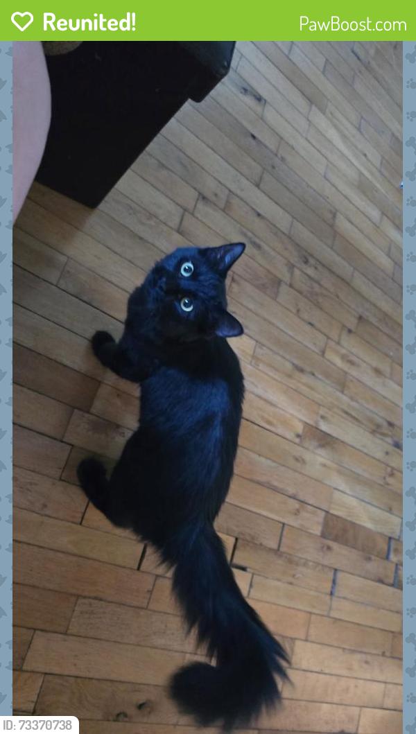 Reunited Male Cat last seen Dundas and Ashland, London, ON N5W 3B2