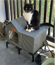Shelter Stray Female Cat last seen Near Calle Del Sur, Carlsbad, CA, 92009, Oceanside, CA 92058, USA