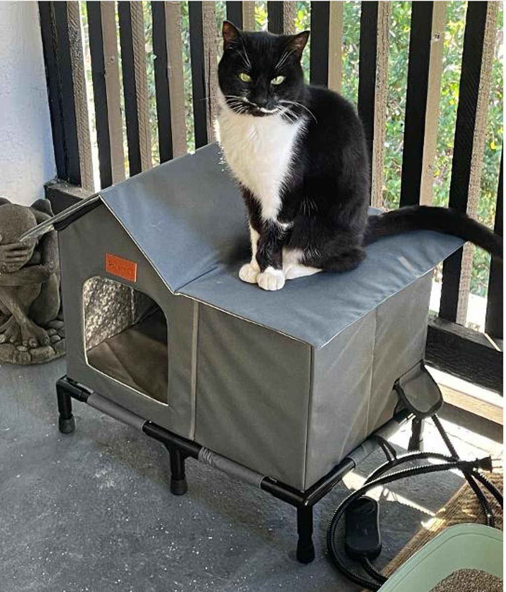 Shelter Stray Female Cat last seen Near Calle Del Sur, Carlsbad, CA, 92009, Oceanside, CA 92058, USA