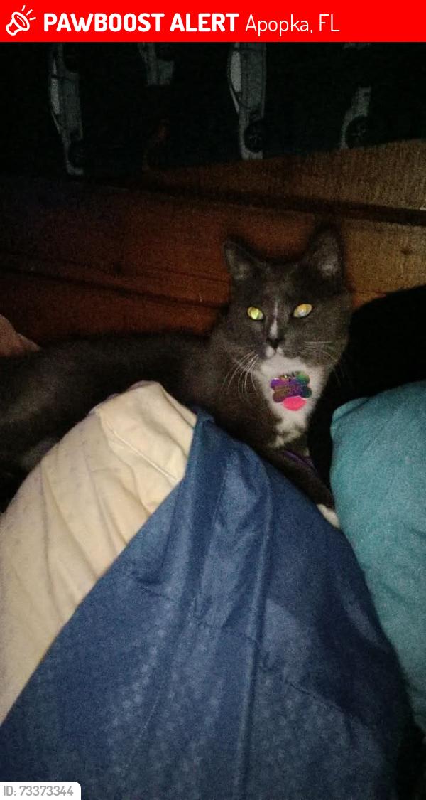 Lost Male Cat last seen East Lester rd, Apopka, FL 32712