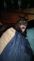 Lost Male Cat last seen East Lester rd, Apopka, FL 32712