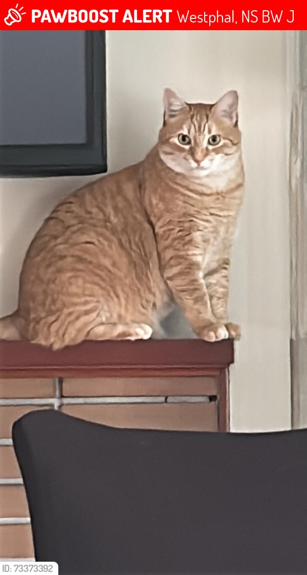 Lost Male Cat last seen Broom Road, Westphal, NS B2W 6J6