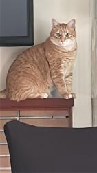 Lost Male Cat last seen Broom Road, Westphal, NS B2W 6J6
