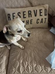 Found/Stray Male Dog last seen Wylake Dr, Gwinnett County, GA 30093