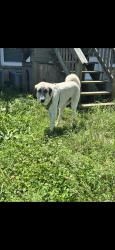 Reunited Female Dog last seen HAY PASTURE BEHIND 5123 High Oaks Place Springfield TN, Springfield, TN 37172