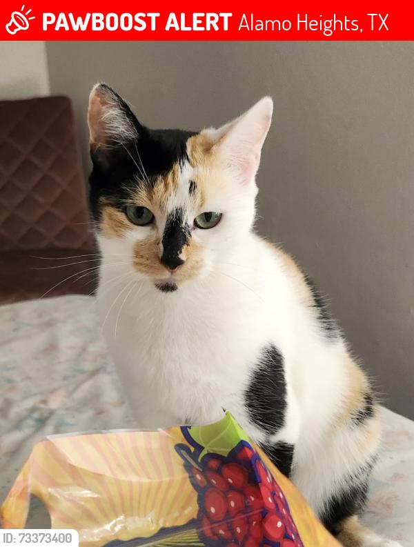 Lost Female Cat last seen Near Arcadia Pl san antonio texas 78209, Alamo Heights, TX 78209