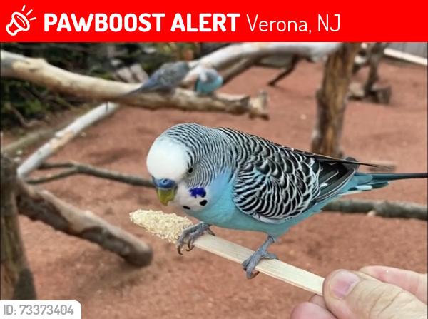 Lost Male Bird last seen Bloomfield Avenue and Forest, Verona, NJ 07044