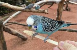 Lost Male Bird last seen Bloomfield Avenue and Forest, Verona, NJ 07044