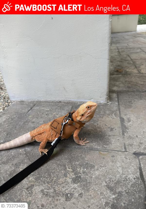 Lost Unknown Reptile last seen Holly drive and Odin, Los Angeles, CA 90068