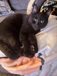 Lost Male Cat last seen Meriden mobile court dr, Plainfield, NH 03781