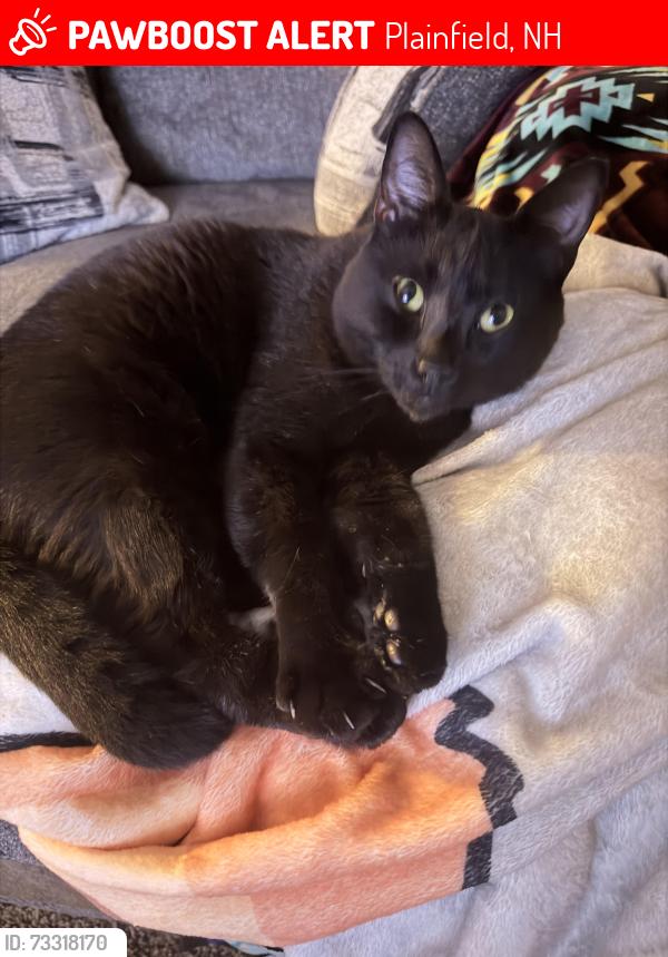 Lost Male Cat last seen Meriden mobile court dr, Plainfield, NH 03781