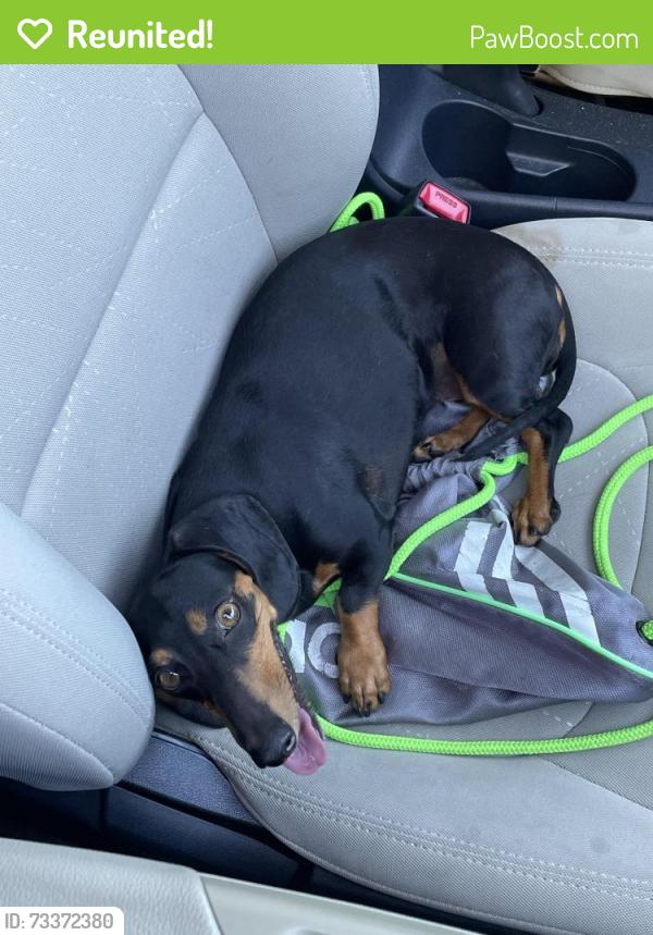 Reunited Female Dog last seen Ashworth St and Clark Ave, Lakewood, CA 90713