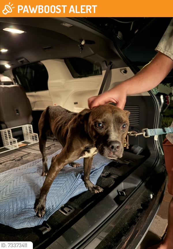 Found/Stray Male Dog last seen Eagletail Landings neighborhood, Howey-in-the-Hills, FL 34737