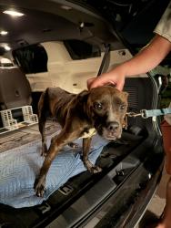 Found/Stray Male Dog last seen Eagletail Landings neighborhood, Howey-in-the-Hills, FL 34737