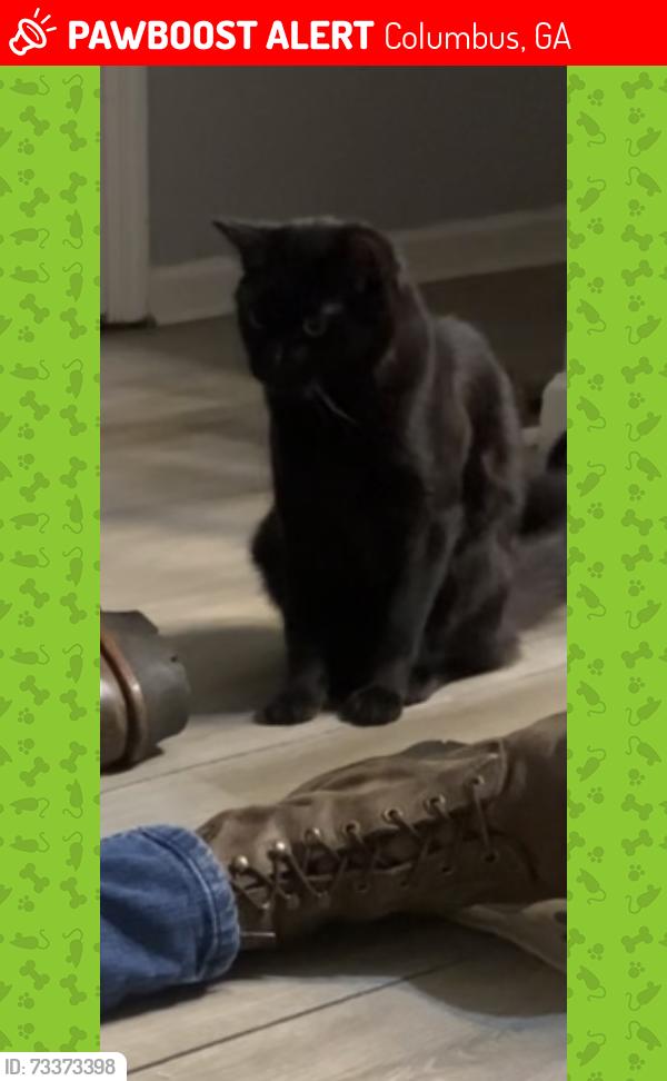 Lost Male Cat last seen Warm springs rd/ McCaghren dr, Columbus, GA 31909