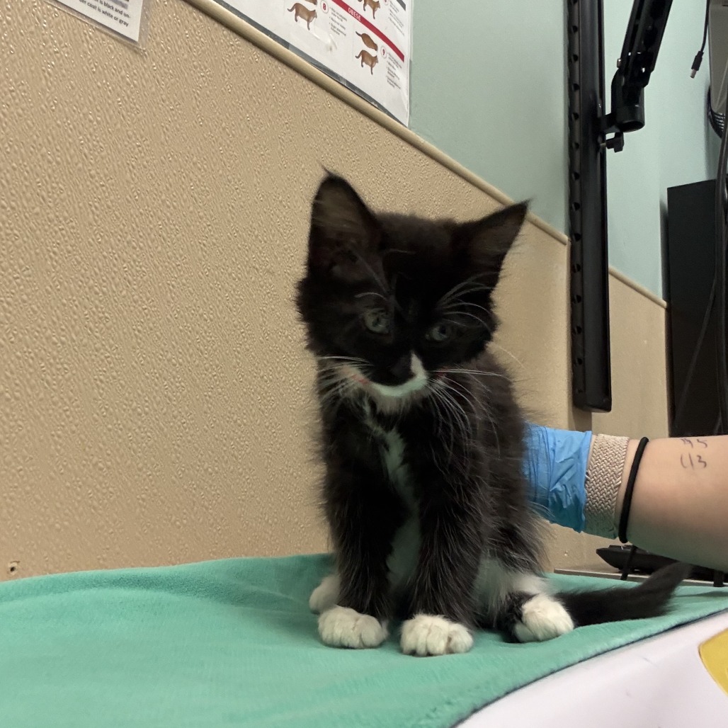 Shelter Stray Female Cat last seen , 2608 Center St, Tacoma, WA 98409, USA