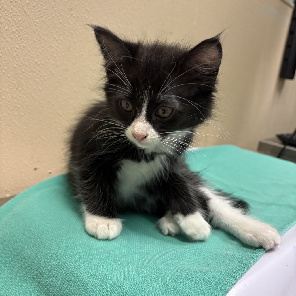 Shelter Stray Male Cat last seen , 2608 Center St, Tacoma, WA 98409, USA