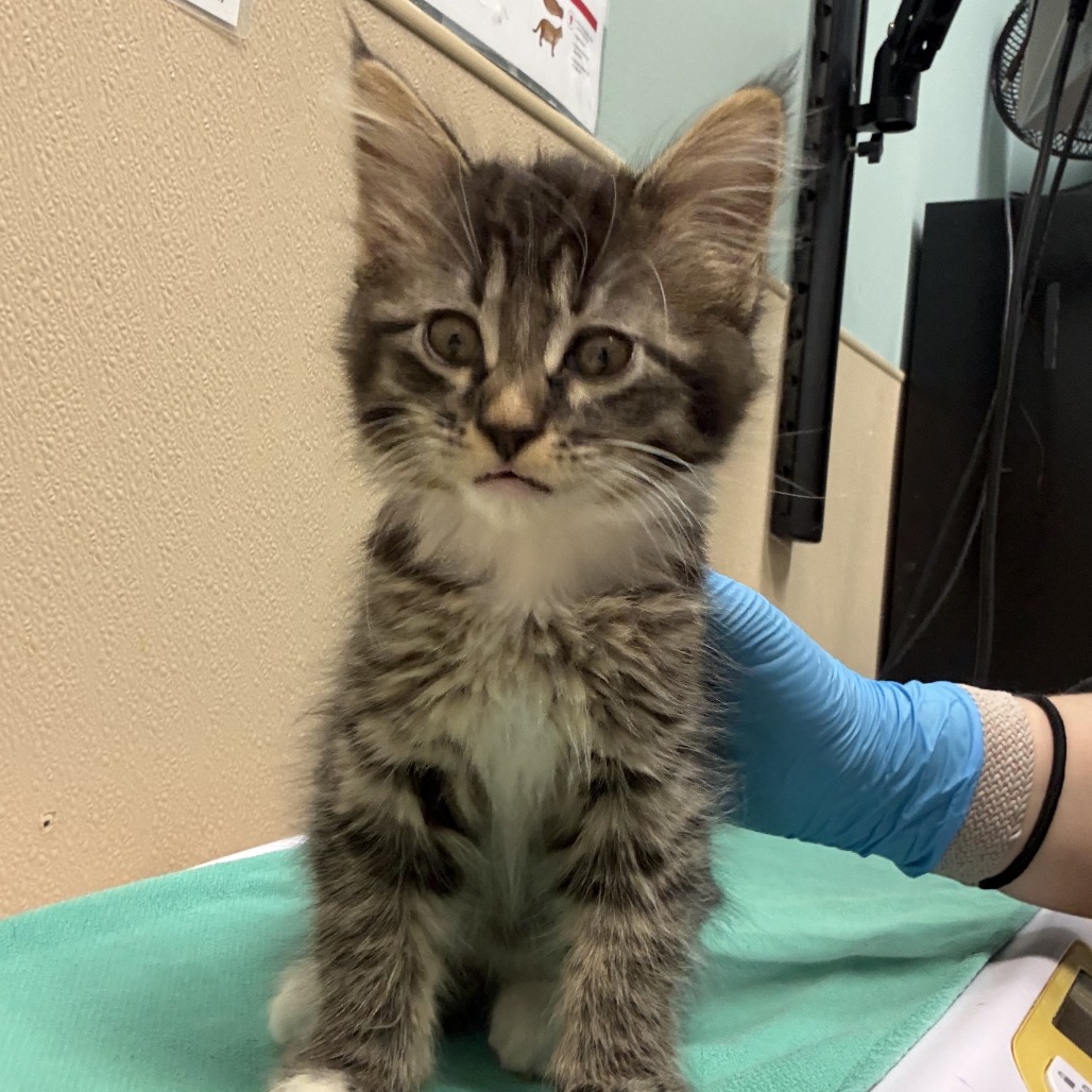 Shelter Stray Female Cat last seen , 2608 Center St, Tacoma, WA 98409, USA