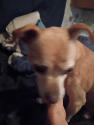 Found/Stray Male Dog last seen Larch, Security-Widefield, CO 80911