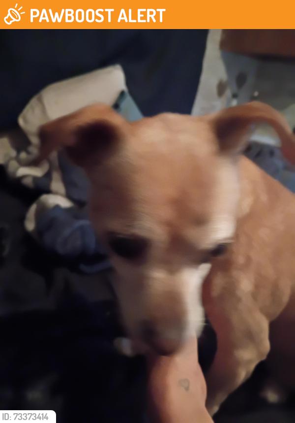 Found/Stray Male Dog last seen Larch, Security-Widefield, CO 80911