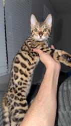 Lost Female Cat last seen Near Johnson’s rd and Norton rd, Columbus, OH 43123
