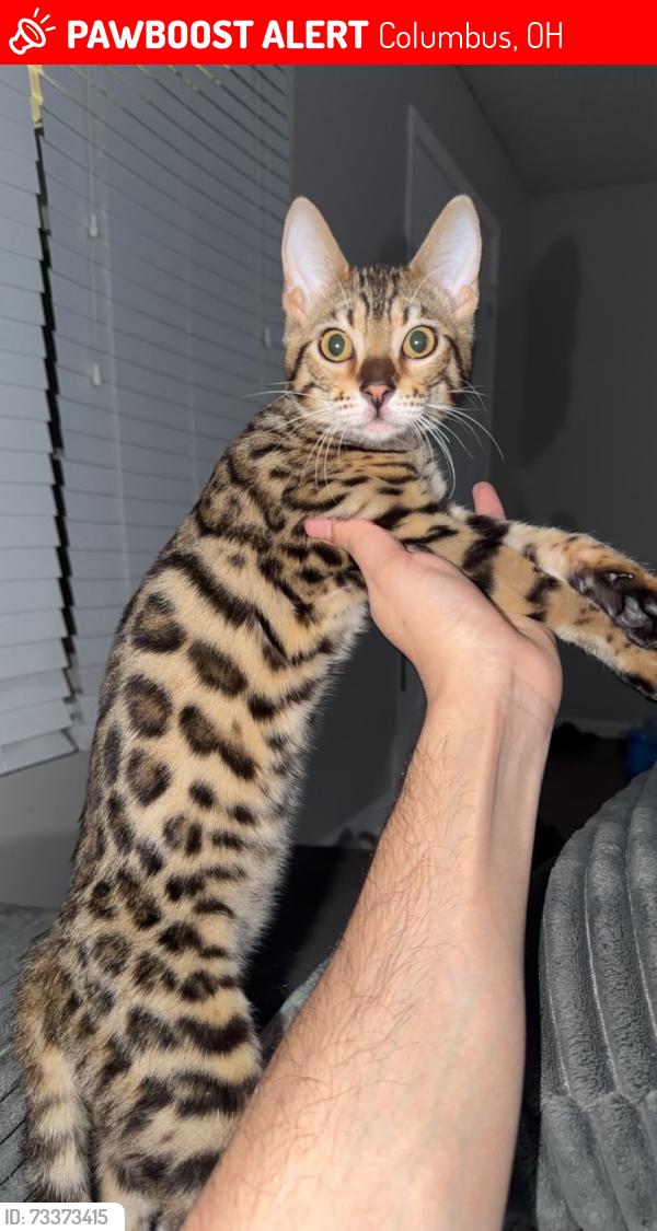 Lost Female Cat last seen Near Johnson’s rd and Norton rd, Columbus, OH 43123
