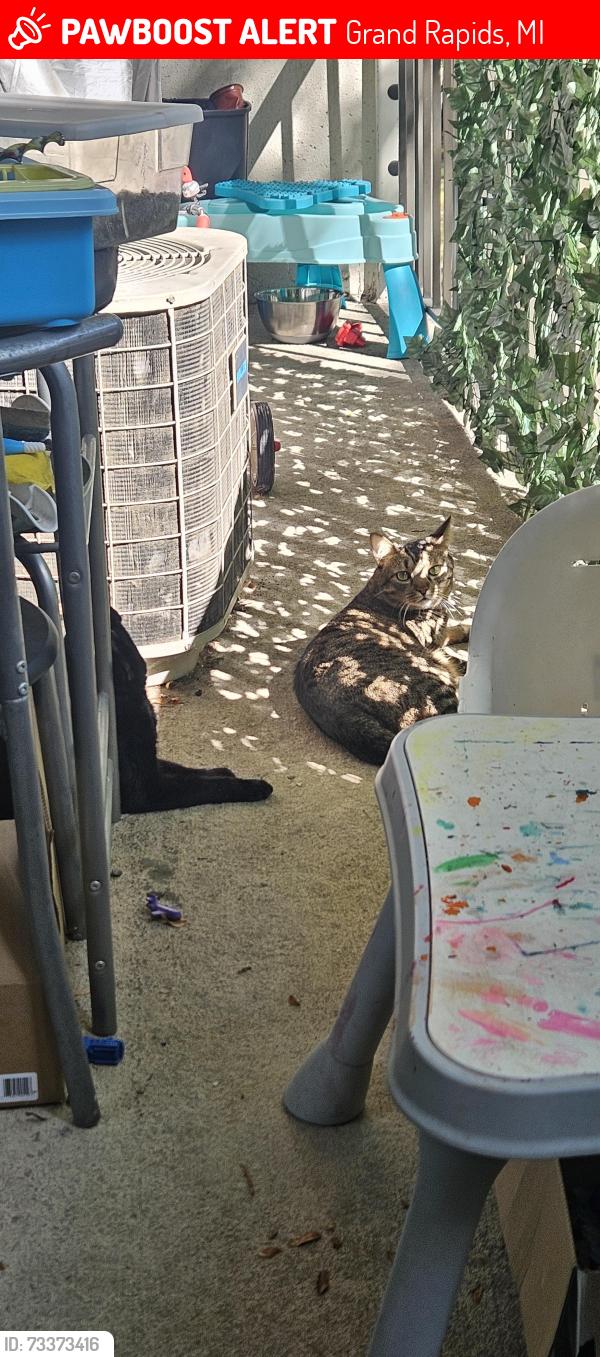 Lost Male Cat last seen 28th and birchcrest, Pietros, Grand Rapids, MI 49506