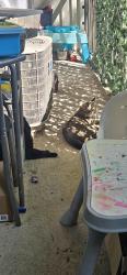 Lost Male Cat last seen 28th and birchcrest, Pietros, Grand Rapids, MI 49506