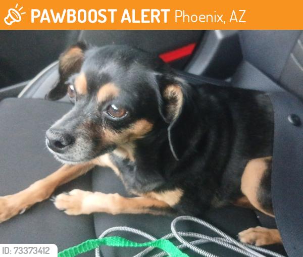 Found/Stray Male Dog last seen N 43rd Ave and Van Buren, Phoenix, AZ 85304